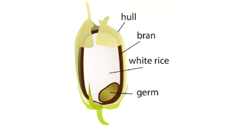 Rice grain structure
